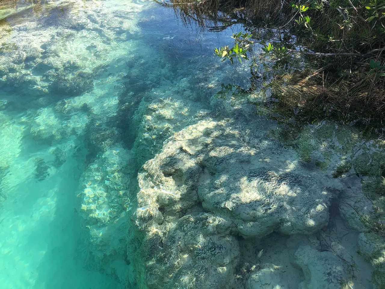 Large stromatolite under the clear water of Bacalar lagoon