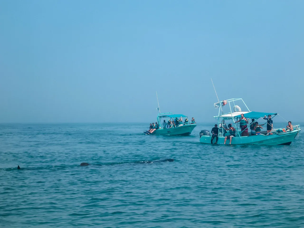 Two tour boats with tourists in life vests next to a whale shark at the surface